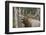 Canada, Alberta, Jasper National Park. Bull elk bugling.-Don Paulson-Framed Photographic Print