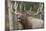 Canada, Alberta, Jasper National Park. Bull elk bugling.-Don Paulson-Mounted Photographic Print