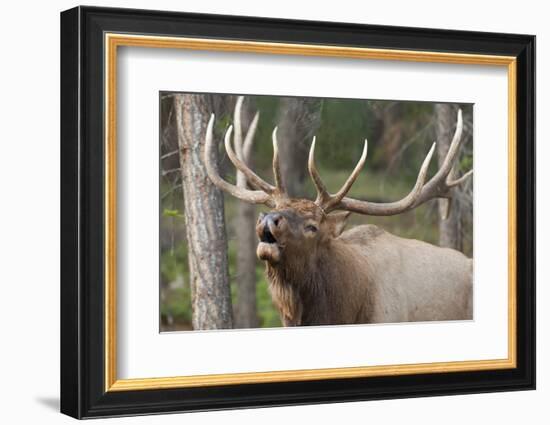 Canada, Alberta, Jasper National Park. Bull elk bugling.-Don Paulson-Framed Photographic Print