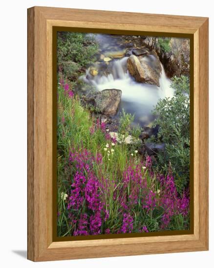 Canada, Alberta, Jasper National Park, Fireweed in Bloom Along Tangle Creek-John Barger-Framed Premier Image Canvas