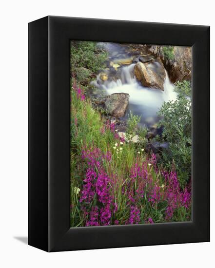 Canada, Alberta, Jasper National Park, Fireweed in Bloom Along Tangle Creek-John Barger-Framed Premier Image Canvas