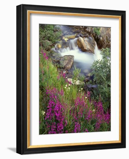 Canada, Alberta, Jasper National Park, Fireweed in Bloom Along Tangle Creek-John Barger-Framed Photographic Print