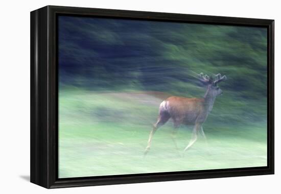 Canada, Alberta, Jasper National Park. Mule Deer Running-Jaynes Gallery-Framed Premier Image Canvas