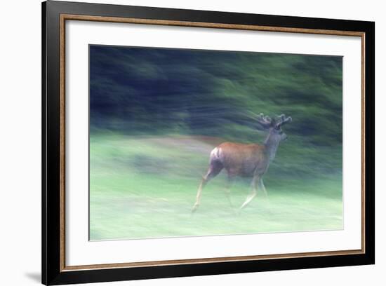 Canada, Alberta, Jasper National Park. Mule Deer Running-Jaynes Gallery-Framed Photographic Print