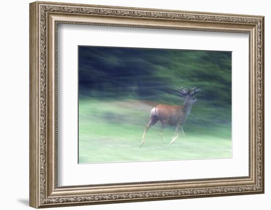 Canada, Alberta, Jasper National Park. Mule Deer Running-Jaynes Gallery-Framed Photographic Print