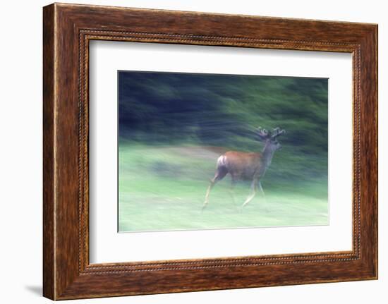 Canada, Alberta, Jasper National Park. Mule Deer Running-Jaynes Gallery-Framed Photographic Print