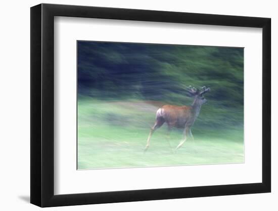 Canada, Alberta, Jasper National Park. Mule Deer Running-Jaynes Gallery-Framed Photographic Print