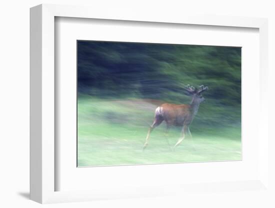 Canada, Alberta, Jasper National Park. Mule Deer Running-Jaynes Gallery-Framed Photographic Print