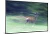 Canada, Alberta, Jasper National Park. Mule Deer Running-Jaynes Gallery-Mounted Photographic Print