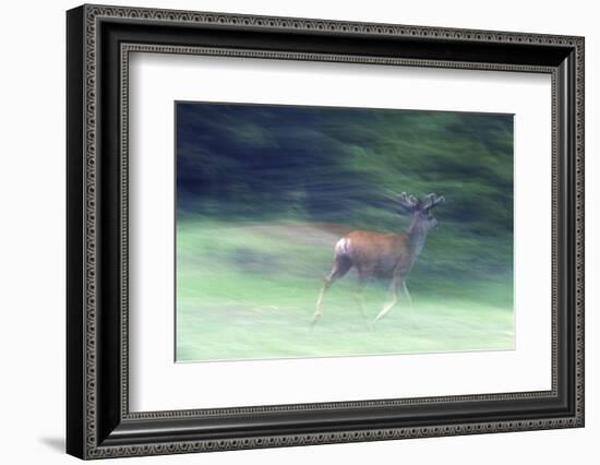 Canada, Alberta, Jasper National Park. Mule Deer Running-Jaynes Gallery-Framed Photographic Print