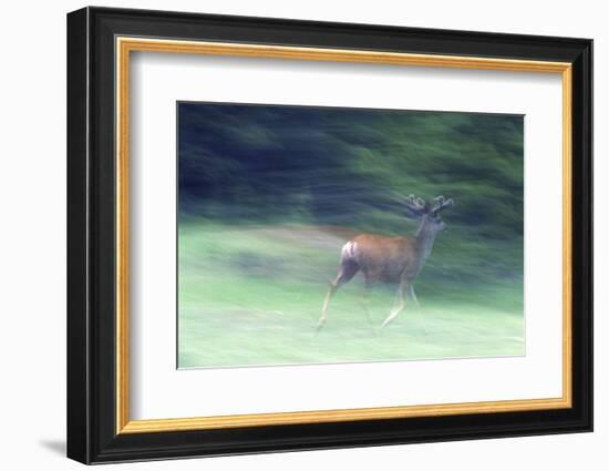 Canada, Alberta, Jasper National Park. Mule Deer Running-Jaynes Gallery-Framed Photographic Print