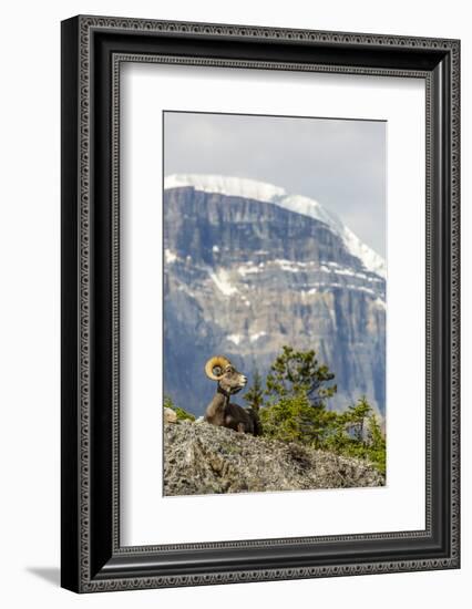 Canada, Alberta, Jasper NP, Bighorn Sheep Ram (Ovis Canadensis)-Jamie & Judy Wild-Framed Photographic Print
