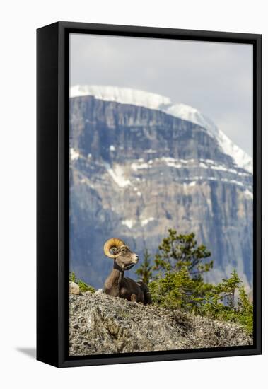 Canada, Alberta, Jasper NP, Bighorn Sheep Ram (Ovis Canadensis)-Jamie & Judy Wild-Framed Premier Image Canvas