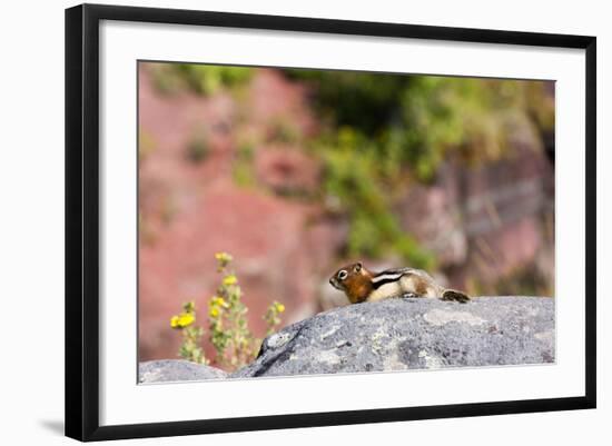 Canada, Alberta, Waterton Lakes NP, Golden Mantled Ground Squirrel-Jamie & Judy Wild-Framed Photographic Print