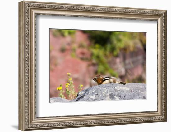 Canada, Alberta, Waterton Lakes NP, Golden Mantled Ground Squirrel-Jamie & Judy Wild-Framed Photographic Print