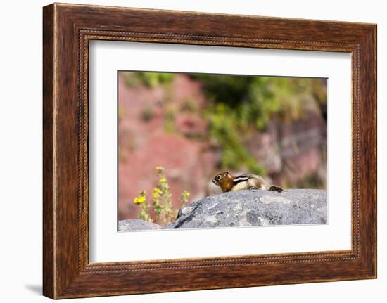 Canada, Alberta, Waterton Lakes NP, Golden Mantled Ground Squirrel-Jamie & Judy Wild-Framed Photographic Print