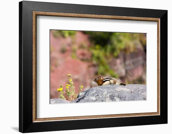 Canada, Alberta, Waterton Lakes NP, Golden Mantled Ground Squirrel-Jamie & Judy Wild-Framed Photographic Print