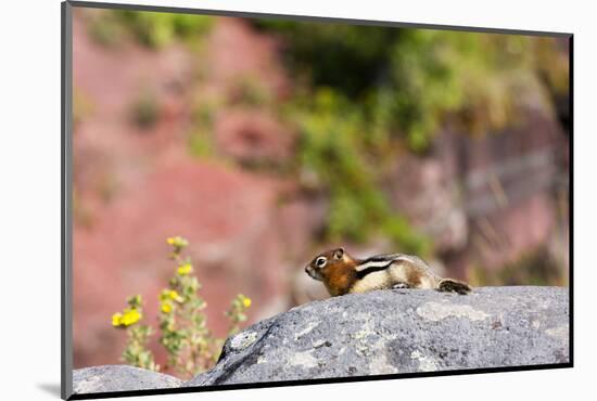 Canada, Alberta, Waterton Lakes NP, Golden Mantled Ground Squirrel-Jamie & Judy Wild-Mounted Photographic Print