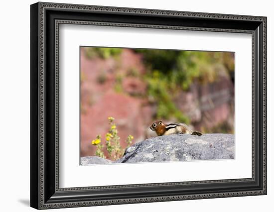 Canada, Alberta, Waterton Lakes NP, Golden Mantled Ground Squirrel-Jamie & Judy Wild-Framed Photographic Print