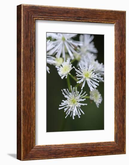 Canada, B.C. False Bugbane in Carmanah Walbran Provincial Park-Kevin Oke-Framed Photographic Print