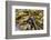 Canada, B.C., Gulf Islands, Portland Island. Close Up of Bull Kelp-Kevin Oke-Framed Photographic Print