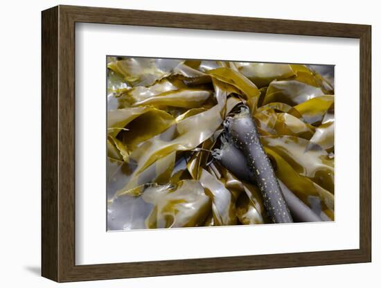 Canada, B.C., Gulf Islands, Portland Island. Close Up of Bull Kelp-Kevin Oke-Framed Photographic Print