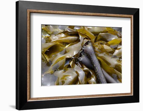 Canada, B.C., Gulf Islands, Portland Island. Close Up of Bull Kelp-Kevin Oke-Framed Photographic Print