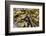 Canada, B.C., Gulf Islands, Portland Island. Close Up of Bull Kelp-Kevin Oke-Framed Photographic Print