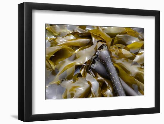 Canada, B.C., Gulf Islands, Portland Island. Close Up of Bull Kelp-Kevin Oke-Framed Photographic Print