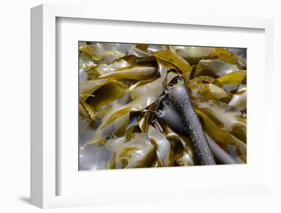 Canada, B.C., Gulf Islands, Portland Island. Close Up of Bull Kelp-Kevin Oke-Framed Photographic Print