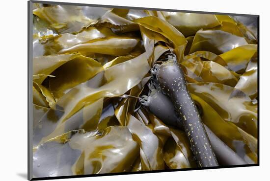 Canada, B.C., Gulf Islands, Portland Island. Close Up of Bull Kelp-Kevin Oke-Mounted Photographic Print