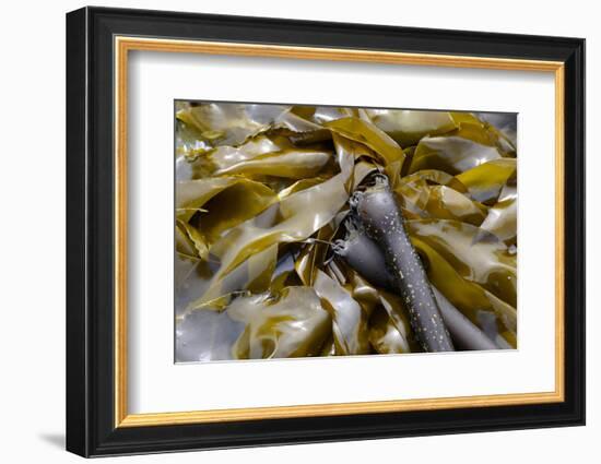 Canada, B.C., Gulf Islands, Portland Island. Close Up of Bull Kelp-Kevin Oke-Framed Photographic Print