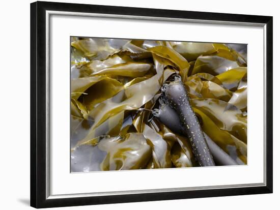 Canada, B.C., Gulf Islands, Portland Island. Close Up of Bull Kelp-Kevin Oke-Framed Photographic Print