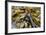 Canada, B.C., Gulf Islands, Portland Island. Close Up of Bull Kelp-Kevin Oke-Framed Photographic Print