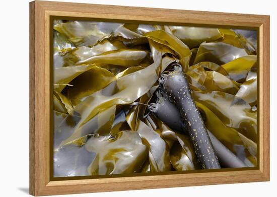 Canada, B.C., Gulf Islands, Portland Island. Close Up of Bull Kelp-Kevin Oke-Framed Premier Image Canvas