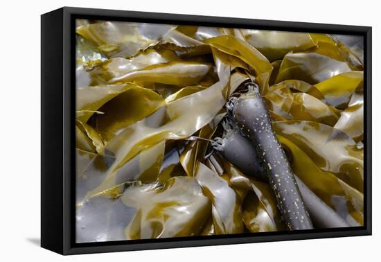 Canada, B.C., Gulf Islands, Portland Island. Close Up of Bull Kelp-Kevin Oke-Framed Premier Image Canvas