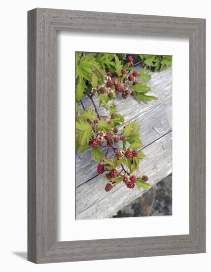 Canada, B.C., Gulf Islands, Portland Island. Wild Blackberries and Log-Kevin Oke-Framed Photographic Print