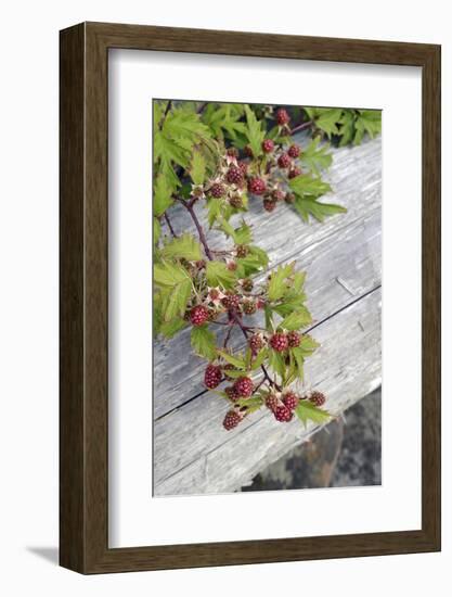 Canada, B.C., Gulf Islands, Portland Island. Wild Blackberries and Log-Kevin Oke-Framed Photographic Print