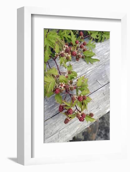 Canada, B.C., Gulf Islands, Portland Island. Wild Blackberries and Log-Kevin Oke-Framed Photographic Print