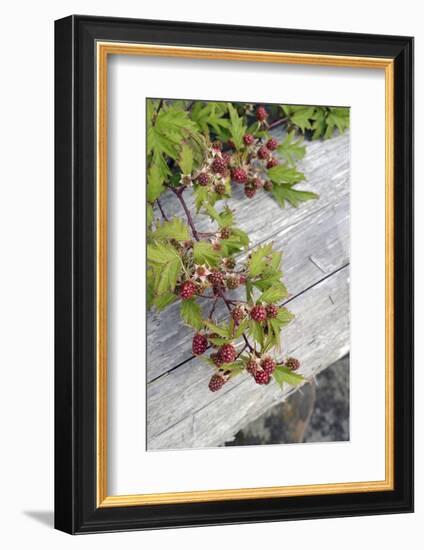 Canada, B.C., Gulf Islands, Portland Island. Wild Blackberries and Log-Kevin Oke-Framed Photographic Print