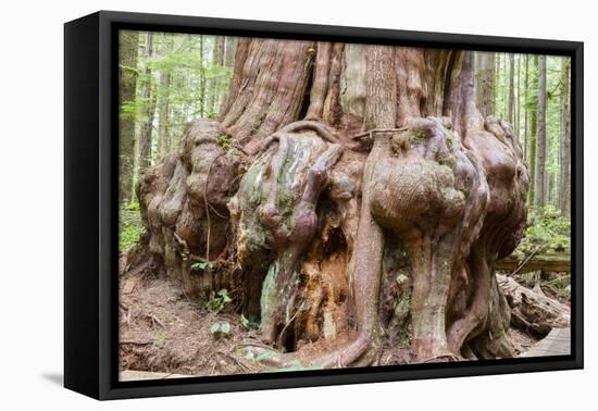 Canada, B.C, Port Renfrew, Avatar Grove, Ancient Red Cedar Tree-Jamie And Judy Wild-Framed Premier Image Canvas