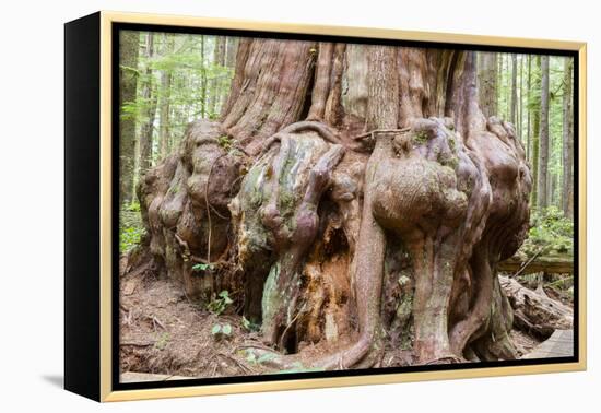 Canada, B.C, Port Renfrew, Avatar Grove, Ancient Red Cedar Tree-Jamie And Judy Wild-Framed Premier Image Canvas