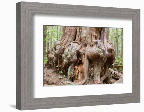 Canada, B.C, Port Renfrew, Avatar Grove, Ancient Red Cedar Tree-Jamie And Judy Wild-Framed Photographic Print