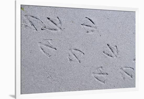 Canada, B.C, Sidney Island. Gull Footprints, Gulf Islands National Park Reserve-Kevin Oke-Framed Premium Photographic Print