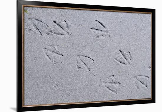 Canada, B.C, Sidney Island. Gull Footprints, Gulf Islands National Park Reserve-Kevin Oke-Framed Premium Photographic Print