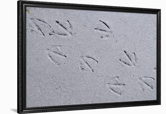 Canada, B.C, Sidney Island. Gull Footprints, Gulf Islands National Park Reserve-Kevin Oke-Framed Premium Photographic Print