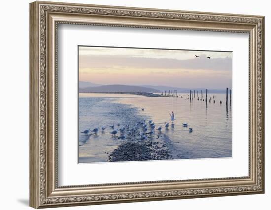 Canada, B.C, Sidney Island. Gulls at Sunset, Gulf Islands National Park Reserve-Kevin Oke-Framed Photographic Print