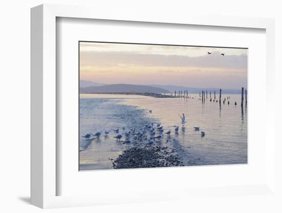 Canada, B.C, Sidney Island. Gulls at Sunset, Gulf Islands National Park Reserve-Kevin Oke-Framed Photographic Print