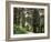 Canada, B.C., Sitka Spruce Forest at Exchamsiks River Provincial Park-Mike Grandmaison-Framed Photographic Print