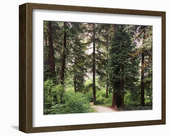 Canada, B.C., Sitka Spruce Forest at Exchamsiks River Provincial Park-Mike Grandmaison-Framed Photographic Print